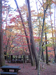 syosenkyo_kouyou_2.jpg