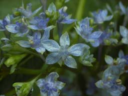 アジサイ 墨田の花火