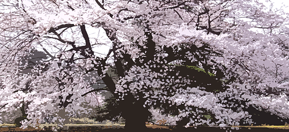 taijusakura_2