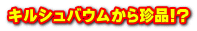 �L���V���o�E�����璿�i!?
